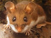 Image of a white-footed mouse.