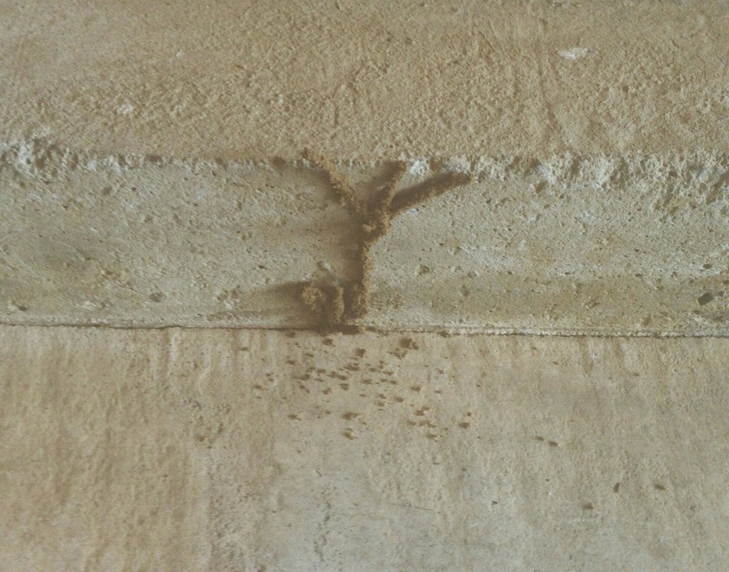 Interesting Insect Facts The Evolution and History of Termites Allison Pest Control